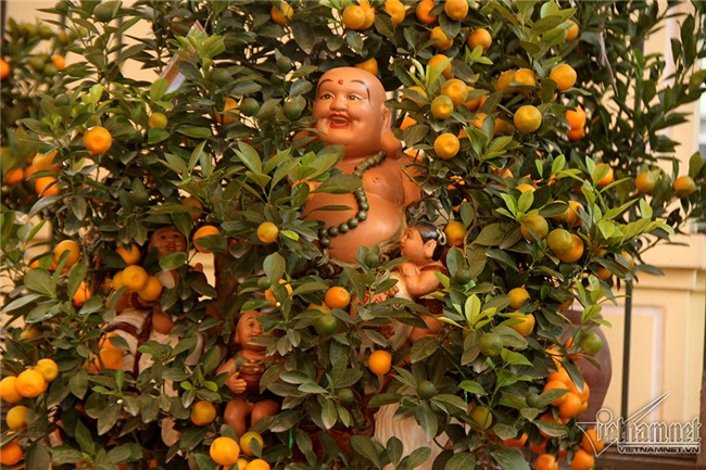 quất cảnh,quất bon sai,quất Tứ Liên,làng quất Tứ Liên