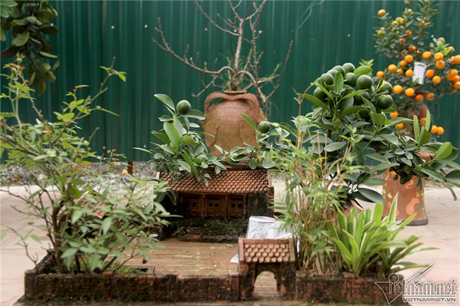 quất cảnh,quất bon sai,quất Tứ Liên,làng quất Tứ Liên