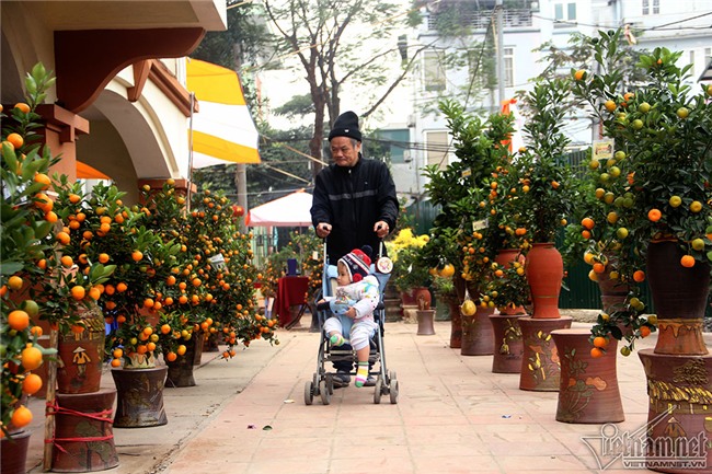 quất cảnh,quất bon sai,quất Tứ Liên,làng quất Tứ Liên