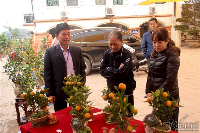 quất cảnh,quất bon sai,quất Tứ Liên,làng quất Tứ Liên