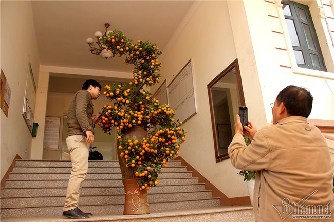 quất cảnh,quất bon sai,quất Tứ Liên,làng quất Tứ Liên