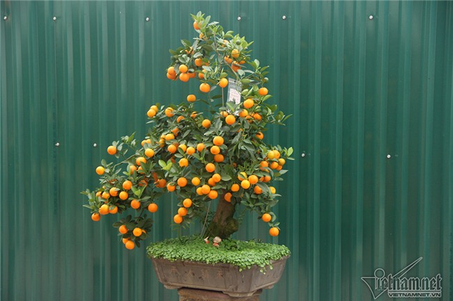 quất cảnh,quất bon sai,quất Tứ Liên,làng quất Tứ Liên