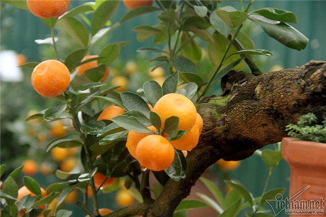 quất cảnh,quất bon sai,quất Tứ Liên,làng quất Tứ Liên