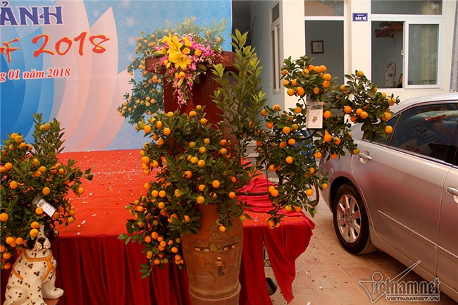 quất cảnh,quất bon sai,quất Tứ Liên,làng quất Tứ Liên