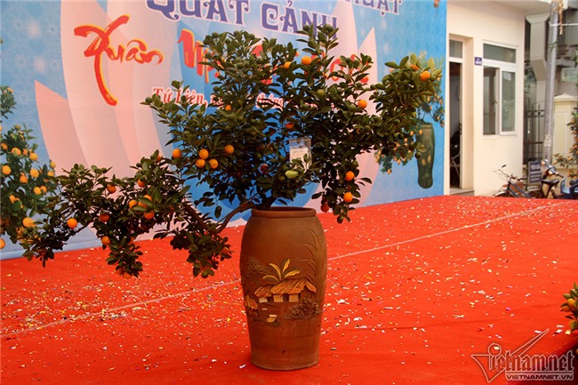 quất cảnh,quất bon sai,quất Tứ Liên,làng quất Tứ Liên