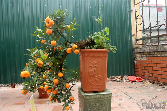 quất cảnh,quất bon sai,quất Tứ Liên,làng quất Tứ Liên