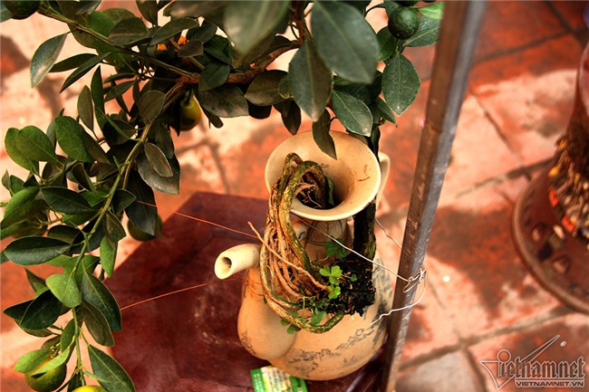 quất cảnh,quất bon sai,quất Tứ Liên,làng quất Tứ Liên