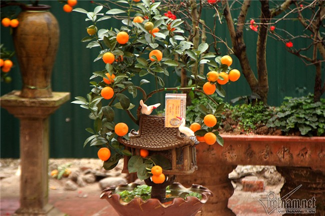 quất cảnh,quất bon sai,quất Tứ Liên,làng quất Tứ Liên