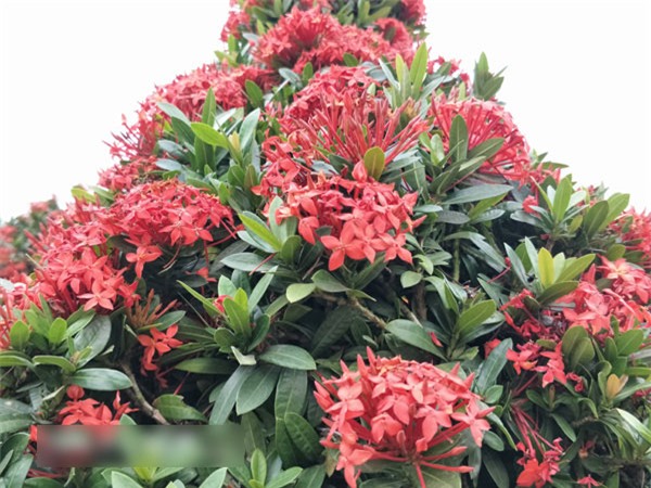 Ngỡ ngàng cặp chim công mẫu đơn khổng lồ khoe sắc ngay giữa Thủ đô