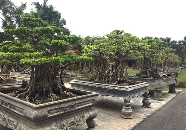 vườn cây cảnh,thú chơi cây cảnh,đại gia Hà thành,cây cảnh,trồng cây cảnh