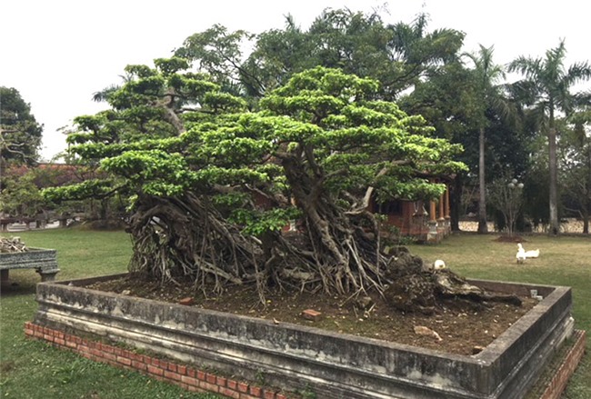 vườn cây cảnh,thú chơi cây cảnh,đại gia Hà thành,cây cảnh,trồng cây cảnh