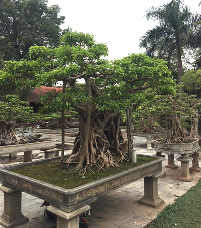 vườn cây cảnh,thú chơi cây cảnh,đại gia Hà thành,cây cảnh,trồng cây cảnh