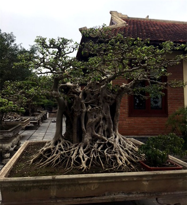 vườn cây cảnh,thú chơi cây cảnh,đại gia Hà thành,cây cảnh,trồng cây cảnh