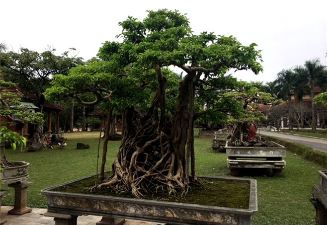 vườn cây cảnh,thú chơi cây cảnh,đại gia Hà thành,cây cảnh,trồng cây cảnh