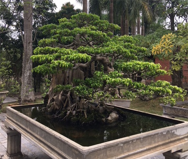 vườn cây cảnh,thú chơi cây cảnh,đại gia Hà thành,cây cảnh,trồng cây cảnh