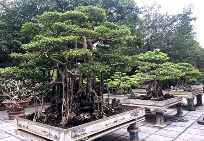 vườn cây cảnh,thú chơi cây cảnh,đại gia Hà thành,cây cảnh,trồng cây cảnh