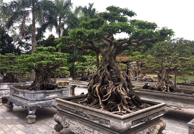 vườn cây cảnh,thú chơi cây cảnh,đại gia Hà thành,cây cảnh,trồng cây cảnh