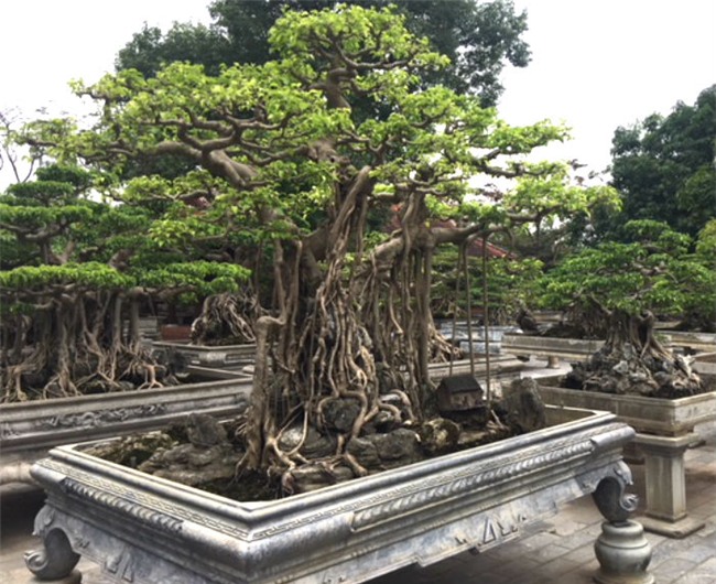 vườn cây cảnh,thú chơi cây cảnh,đại gia Hà thành,cây cảnh,trồng cây cảnh