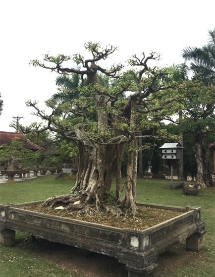 vườn cây cảnh,thú chơi cây cảnh,đại gia Hà thành,cây cảnh,trồng cây cảnh