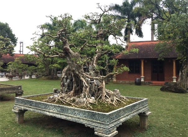 vườn cây cảnh,thú chơi cây cảnh,đại gia Hà thành,cây cảnh,trồng cây cảnh