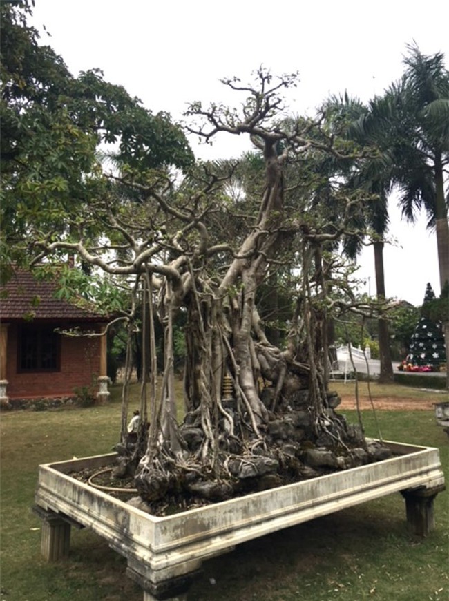 vườn cây cảnh,thú chơi cây cảnh,đại gia Hà thành,cây cảnh,trồng cây cảnh