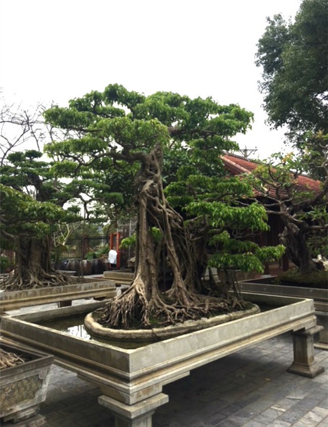 vườn cây cảnh,thú chơi cây cảnh,đại gia Hà thành,cây cảnh,trồng cây cảnh