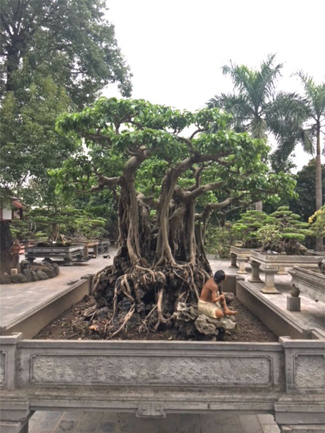 vườn cây cảnh,thú chơi cây cảnh,đại gia Hà thành,cây cảnh,trồng cây cảnh