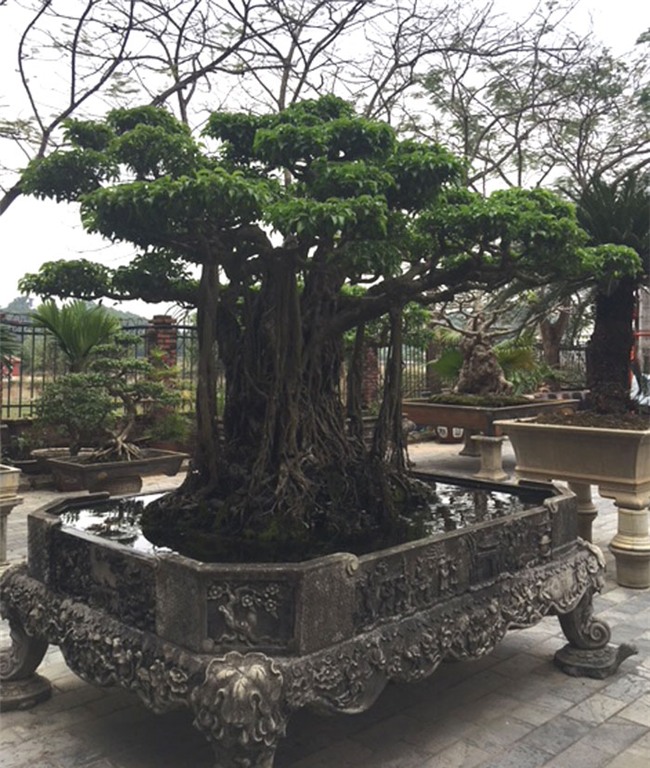 vườn cây cảnh,thú chơi cây cảnh,đại gia Hà thành,cây cảnh,trồng cây cảnh