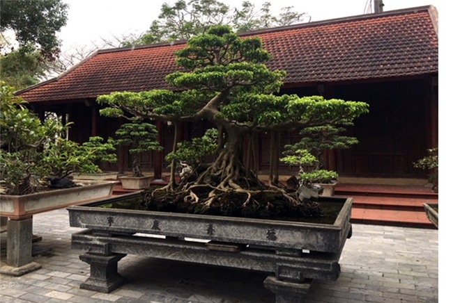 vườn cây cảnh,thú chơi cây cảnh,đại gia Hà thành,cây cảnh,trồng cây cảnh