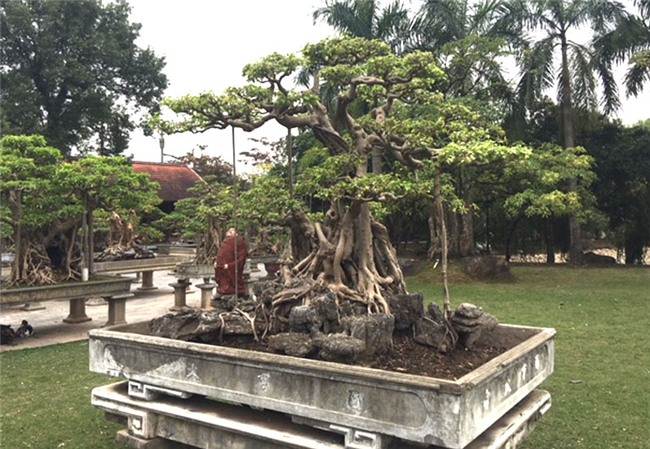 vườn cây cảnh,thú chơi cây cảnh,đại gia Hà thành,cây cảnh,trồng cây cảnh