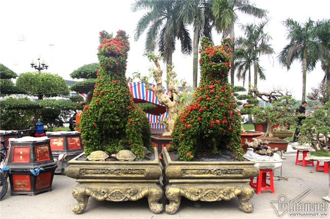 cây cảnh,cây kiểng,siêu cây cảnh,Hà Nội,cây mẫu đơn