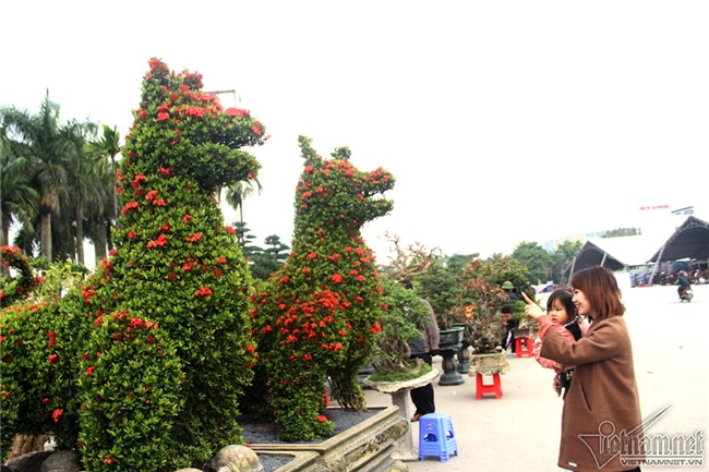 cây cảnh,cây kiểng,siêu cây cảnh,Hà Nội,cây mẫu đơn
