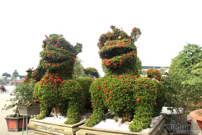 cây cảnh,cây kiểng,siêu cây cảnh,Hà Nội,cây mẫu đơn