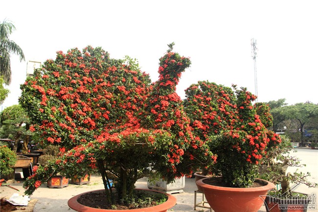 cây cảnh,cây kiểng,siêu cây cảnh,Hà Nội,cây mẫu đơn