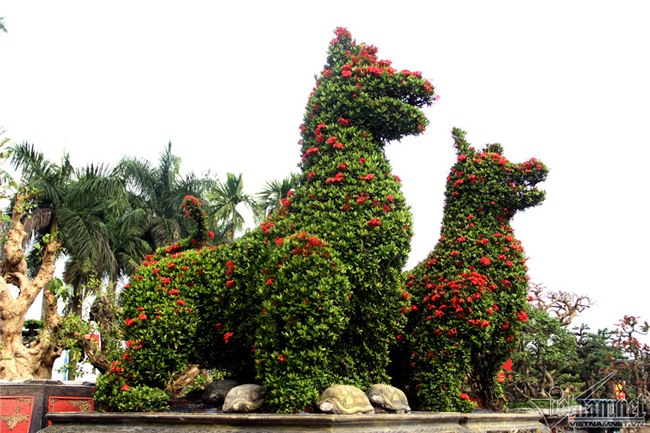 cây cảnh,cây kiểng,siêu cây cảnh,Hà Nội,cây mẫu đơn