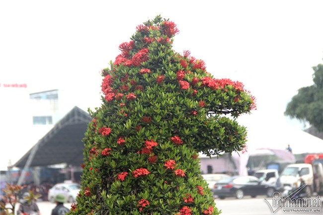 cây cảnh,cây kiểng,siêu cây cảnh,Hà Nội,cây mẫu đơn