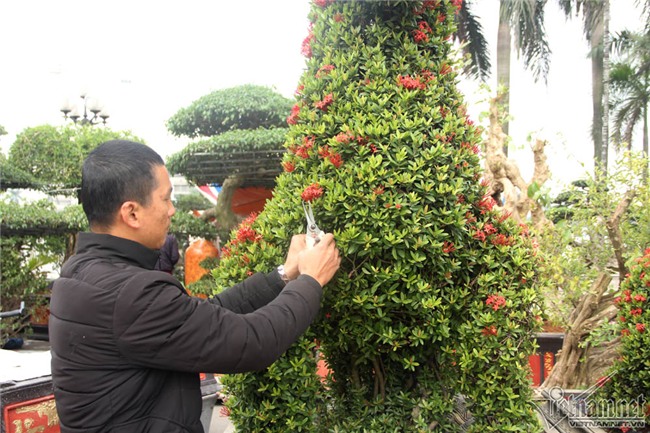 cây cảnh,cây kiểng,siêu cây cảnh,Hà Nội,cây mẫu đơn