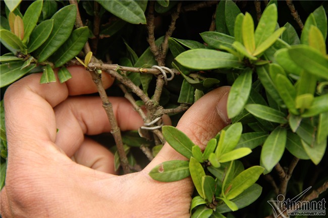 cây cảnh,cây kiểng,siêu cây cảnh,Hà Nội,cây mẫu đơn