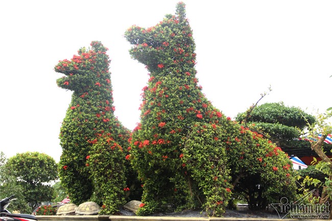 cây cảnh,cây kiểng,siêu cây cảnh,Hà Nội,cây mẫu đơn