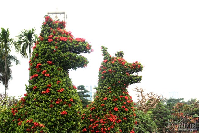 cây cảnh,cây kiểng,siêu cây cảnh,Hà Nội,cây mẫu đơn