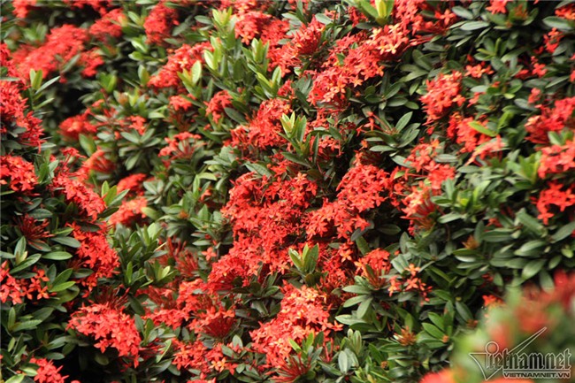 cây cảnh,cây kiểng,siêu cây cảnh,Hà Nội,cây mẫu đơn