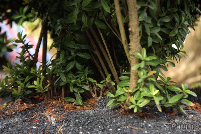 cây cảnh,cây kiểng,siêu cây cảnh,Hà Nội,cây mẫu đơn