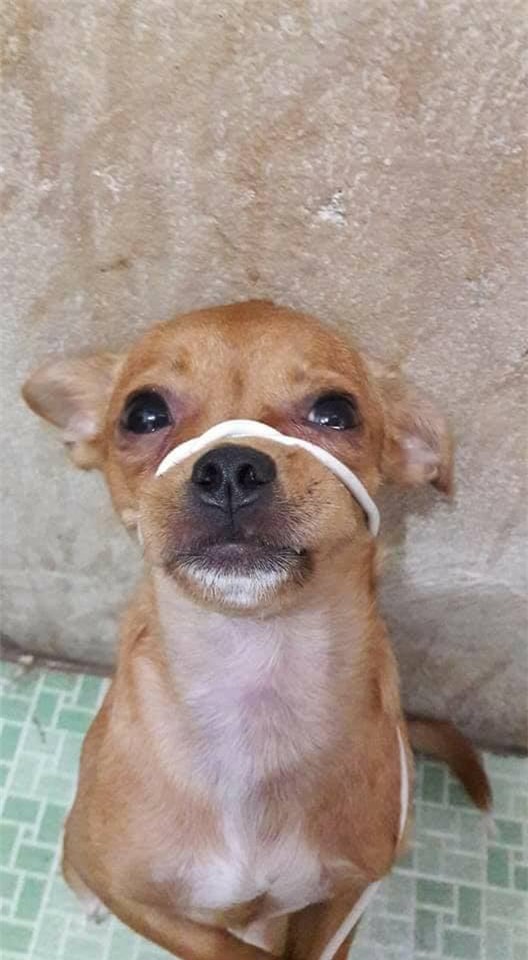 Ánh mắt ngây thơ không thể làm xóa nhòa 'tội ác'.