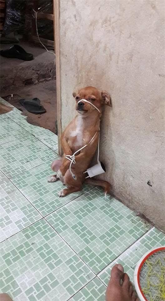 Buộc cả chân, lại còn bị buộc cả mồm thì nó mới nhớ.