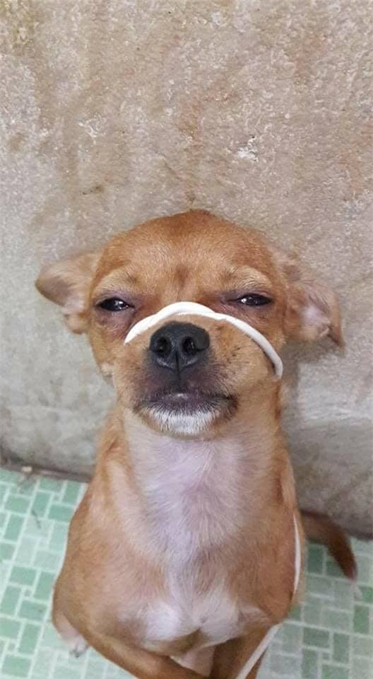Cái mặt này là chưa chừa đâu.