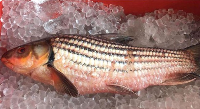 cá sông,cá tiến vua,nhà giàu việt,đặc sản nhà giàu,nồi cá kho,ăn Tết