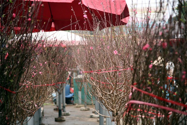 Hà Nội: Ngày mùng 1 âm lịch cuối cùng trong năm, hoa tươi đắt hàng - Ảnh 11.
