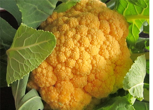 hoa quả nhật bản,hàng nhật,đặc sản nhà giàu,hàng nhập khẩu,hàng xách tay,súp lơ