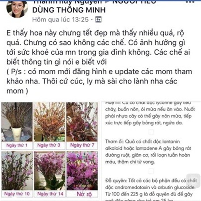 Sự thật về hoa đỗ quyên ngủ đông - cành củi khô bị tẩm hóa chất? - Ảnh 3.