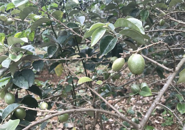 Nhót xanh chua loét, giá cao tới 200.000 đồng/kg vẫn cháy hàng